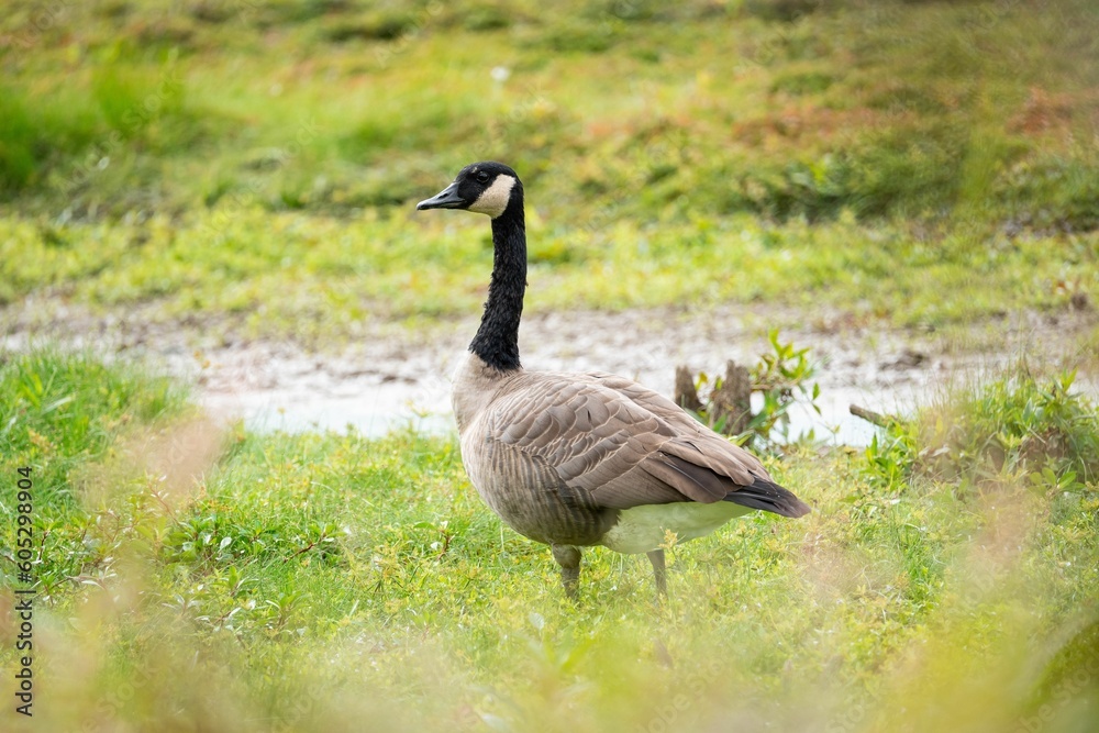 Gooses standing in a grassy field near a tranquil pond, searching for food Gooses standing in a grassy field near a tranquil pond, searching for food