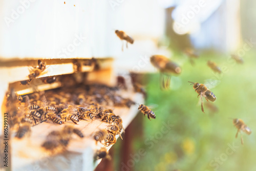 Swarm of honey bees (Apis mellifera) carrying pollen and flying to the landing board of hive in an apiary. Organic BIO farming, animal rights, back to nature concept. Close-up. © Digihelion