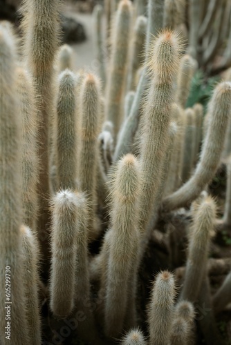 Beautiful closeup of a wooly torch also known as Cleistocactus strausii photo