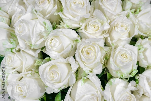 Natural background of beautiful white roses  nature background