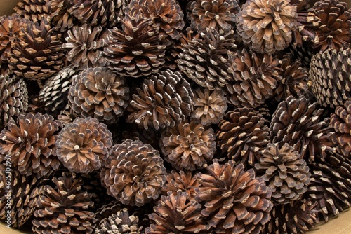 Beautiful, vibrant photograph of a pile of freshly gathered pine cones, ready for purchase
