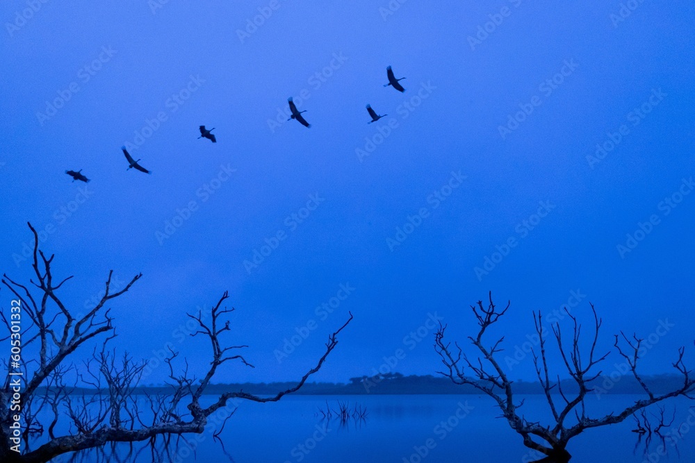Dead trees in a reflective lake with a flock of birds flying above during gloomy weather in fall