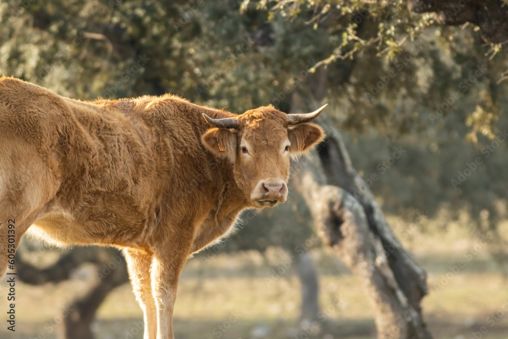 Fluffy brown cow (Bos taurus) staring into the camera in the woods Fluffy brown cow (Bos taurus) staring into the camera in the woods