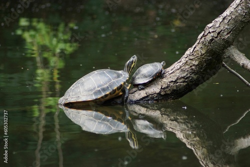 Turtles bask in the Nidda in Praunheim, Frankfurt, Germany