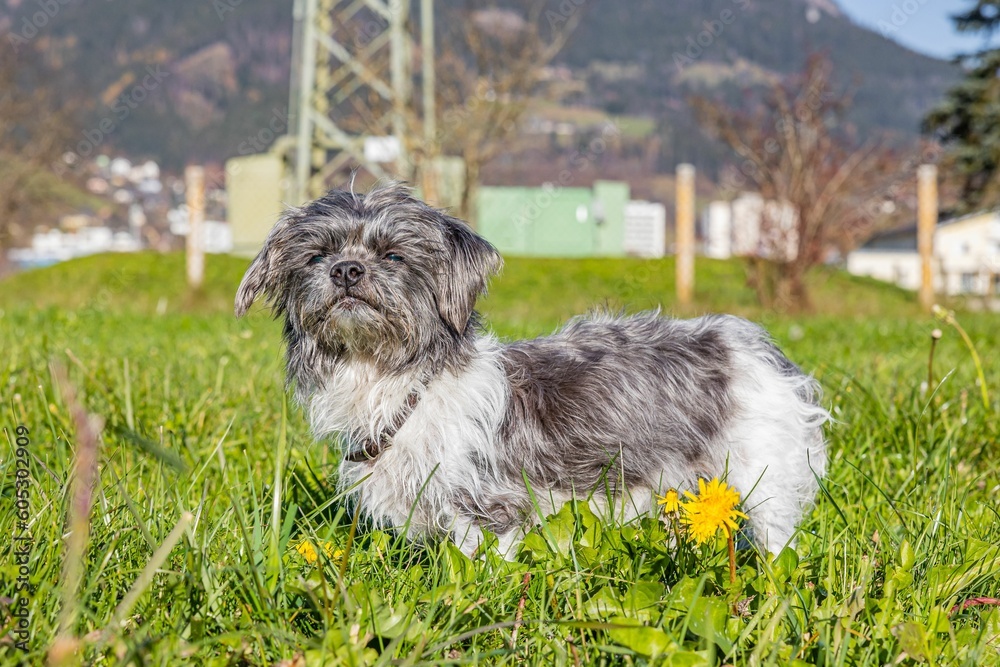 Closeup shot of a cute Yorkshire Terrier puppy on the grass Closeup shot of a cute Yorkshire Terrier puppy on the grass
