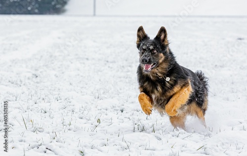 a dog in the snow chasing for a frisbee