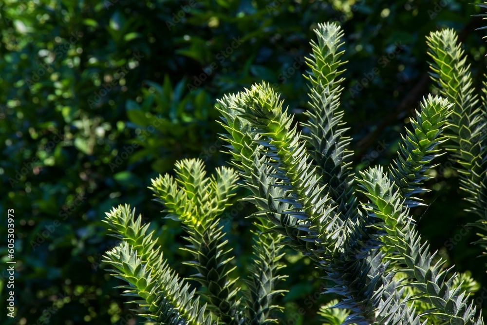 Branches of Araucaria araucana tree growing in Batumi botanic garden