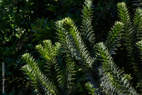 Branches of Araucaria araucana tree with needle-like leaves