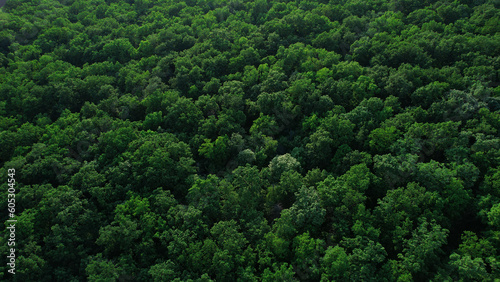 Green forest in summer with a view from above.Spring birch groves with beautiful texture. photo