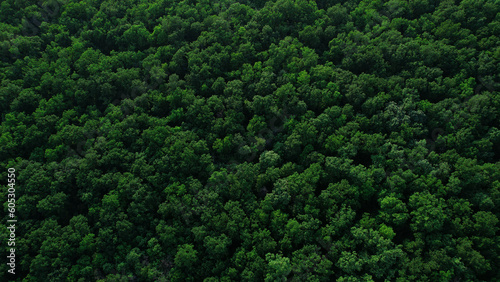 Green forest in summer with a view from above.Spring birch groves with beautiful texture.