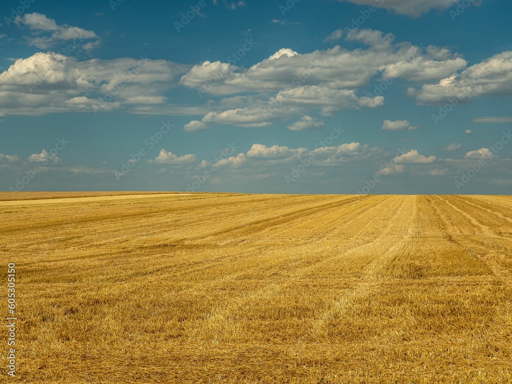 Scenic view of a yellow wheat field with a cloudy blue sky above