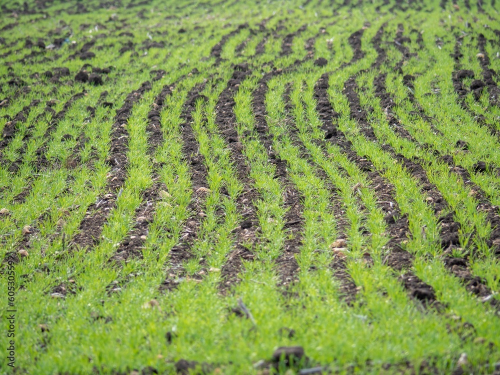 grass with small ridges in a green field and dirt tracks