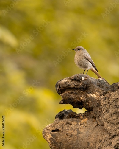 Closeup of a Black redstart, Phoenicurus ochruros perched on wood against a blurred background