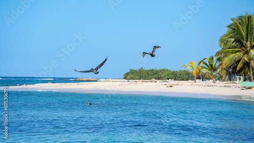 Closeup shot of brown pelicans flying in the air © Tobias Latte/Wirestock Creators