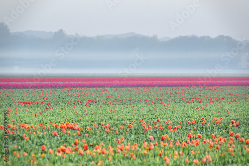 Fototapeta Naklejka Na Ścianę i Meble -  Foggy Tulip Field