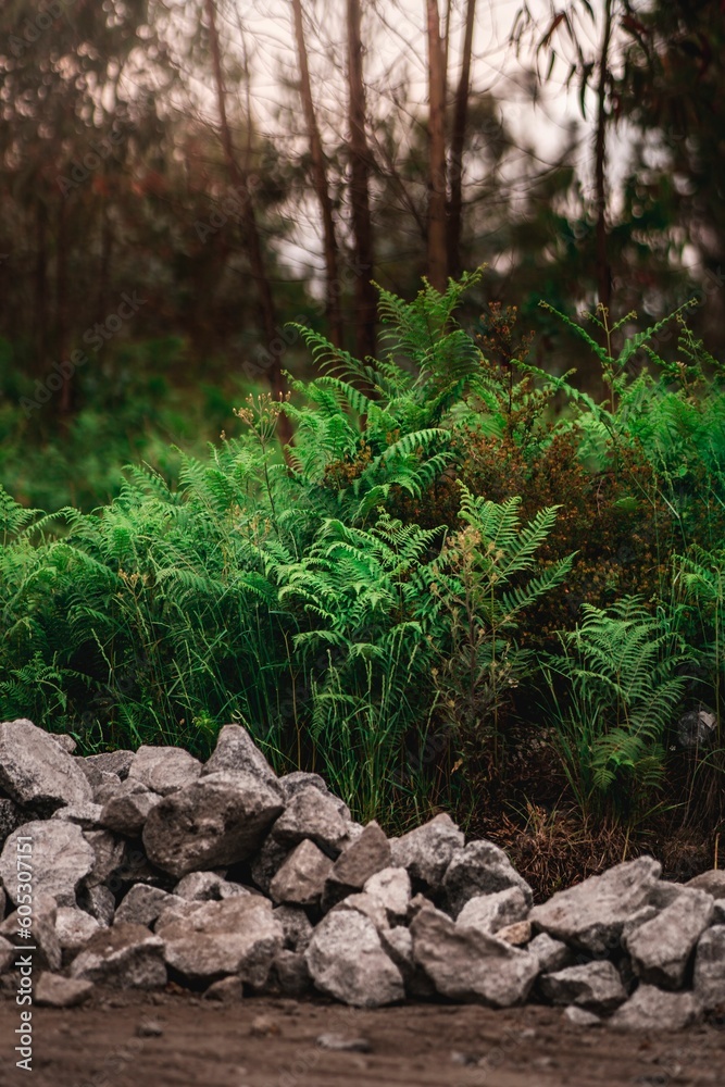 Vertical shot of green leaves and stones with a blurry forest in the background Vertical shot of green leaves and stones with a blurry forest in the background