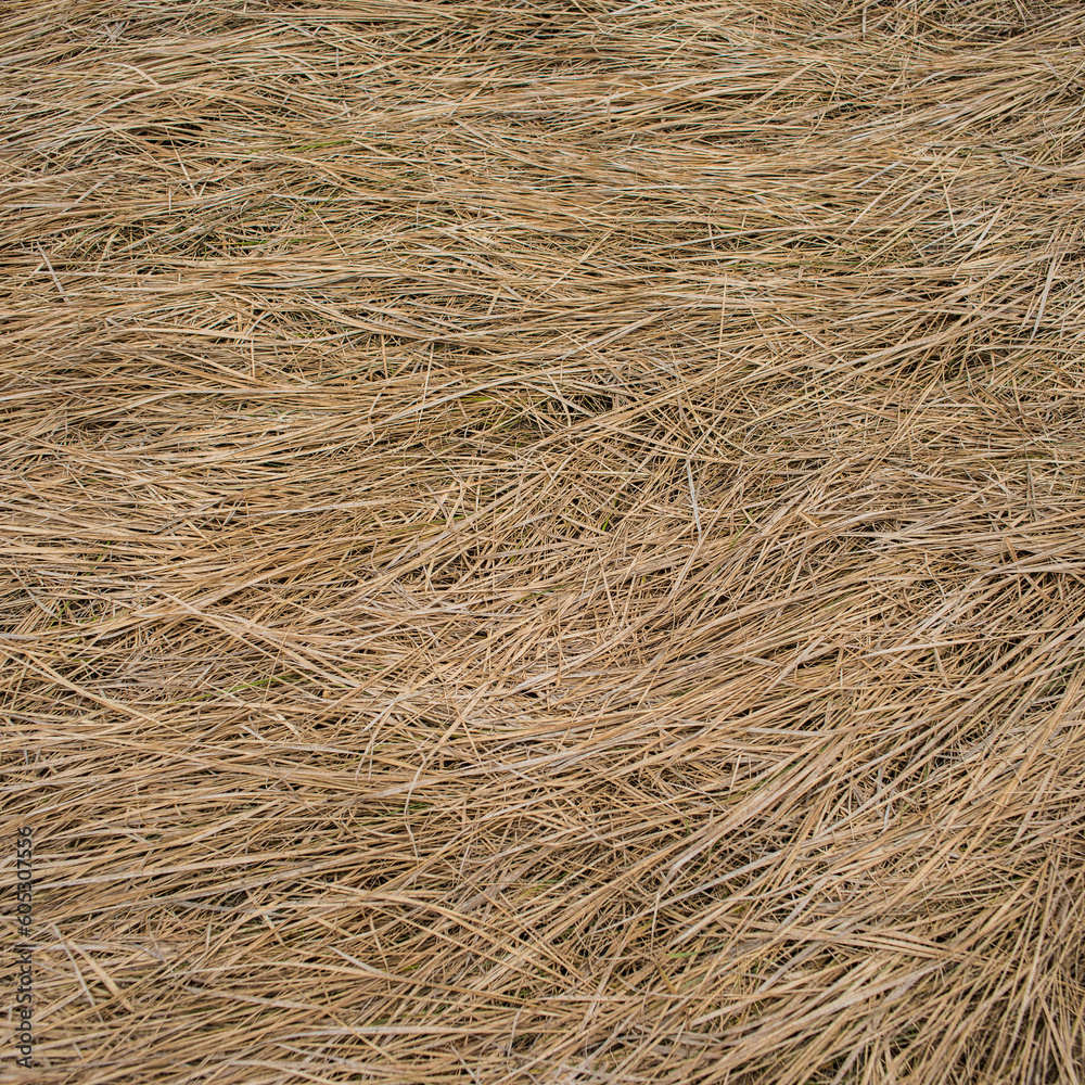 Surface and rhythm of dry grass. Surface and rhythm of dry grass.