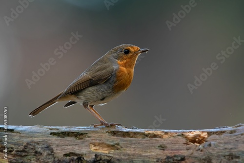 European robin perching on a wooden surface against a blurred background