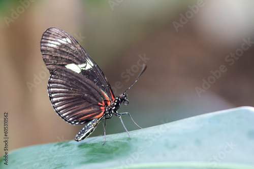 A beautiful butterfly is resting on a flower in a garden 