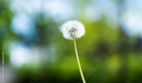 Single white dandelion in the garden