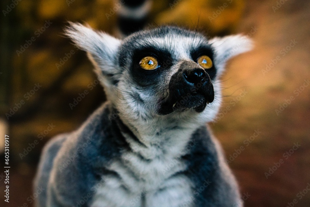 Obraz premium Closeup shot of a lemur with bokeh background