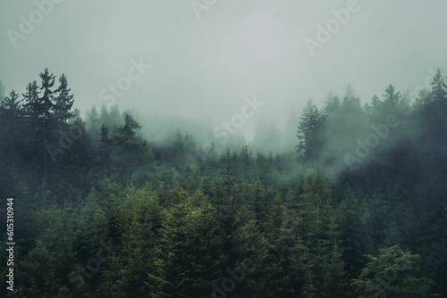 Foggy forest mountain with tall trees