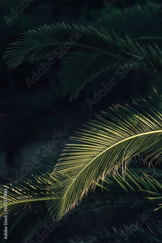Coconut branch with leaf with a dark background