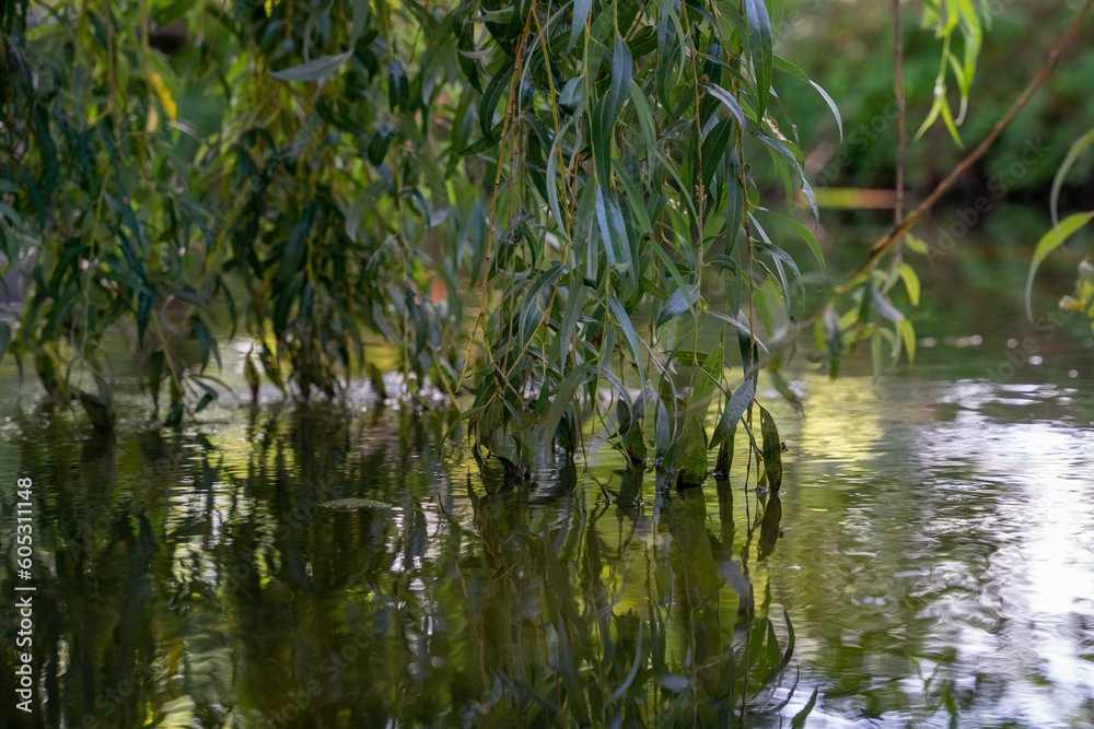 Closeup of green willow leaves reflecting on a lake in Spree Forest, Brandenburg, Germany Closeup of green willow leaves reflecting on a lake in Spree Forest, Brandenburg, Germany