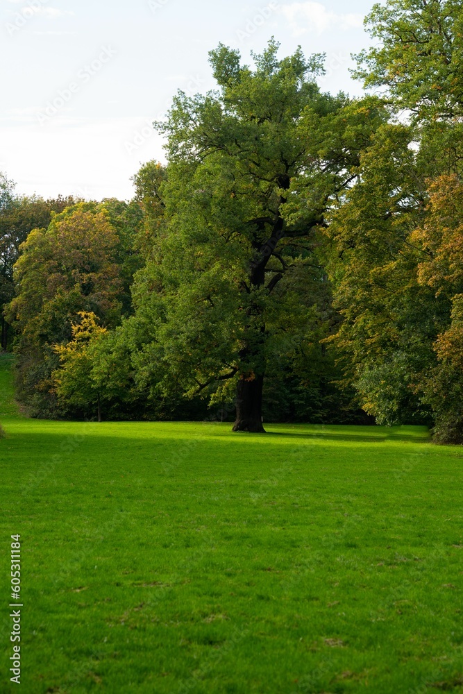 Vertical shot of a green lawn under trees in a park Vertical shot of a green lawn under trees in a park