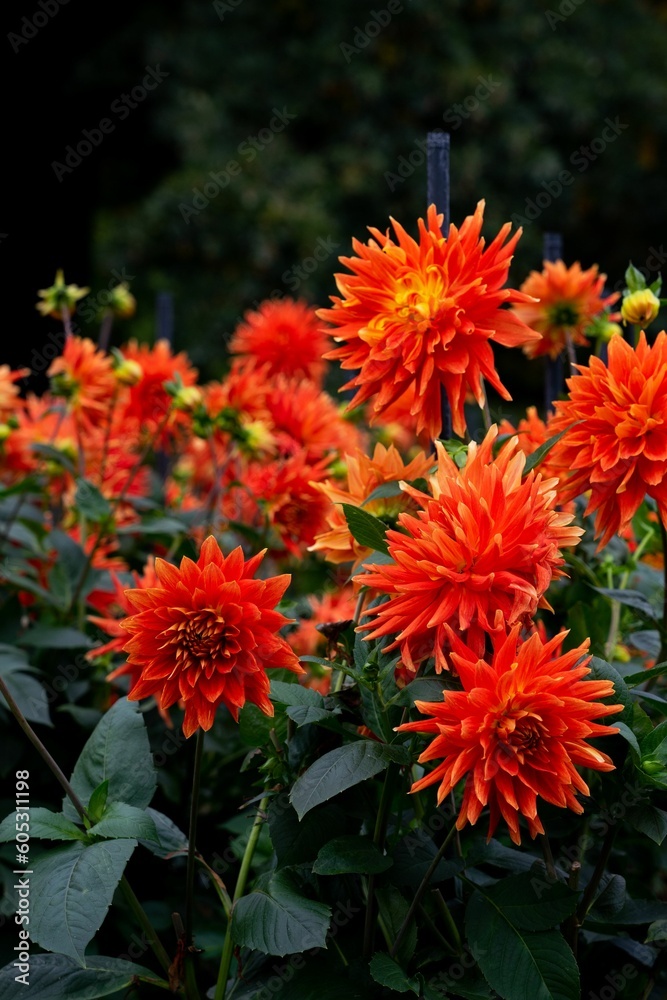 Vertical shot of cactus dahlia flowers blooming in a garden Vertical shot of cactus dahlia flowers blooming in a garden