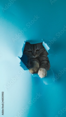 Fotografija Sneaky cat spies on owner with calculating stare and playful mischievousness