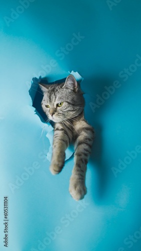 Fotografija Sneaky cat spies on owner with calculating stare and playful mischievousness