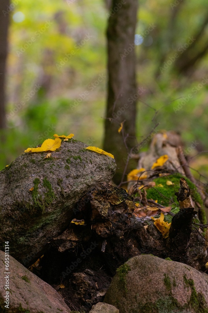 Selective focus of yellow leaves fallen on a tree log covered with moss in autumn Selective focus of yellow leaves fallen on a tree log covered with moss in autumn