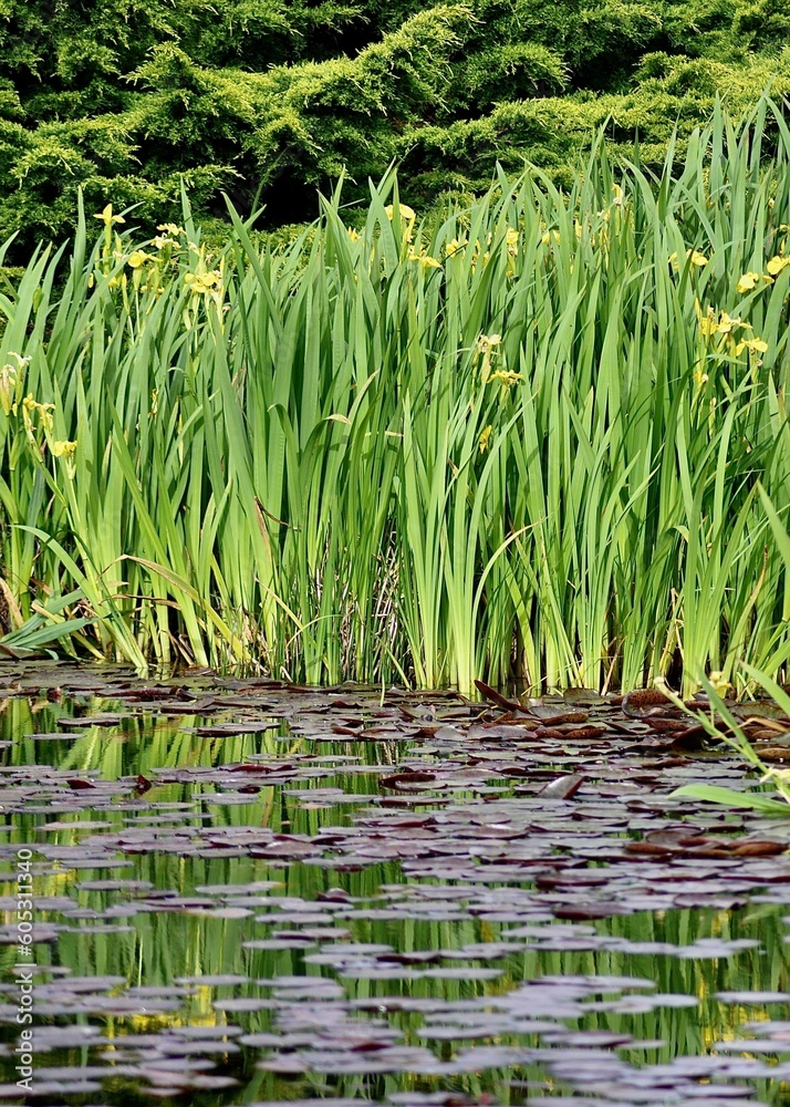 Obraz premium Yellow flowers in the pond on a warm afternoon