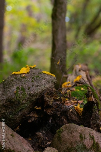 Selective focus of yellow leaves fallen on a tree log covered with moss in autumn