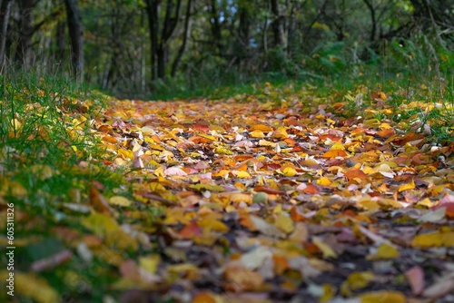 Selective focus of dried leaves fallen on the ground in a park in autumn