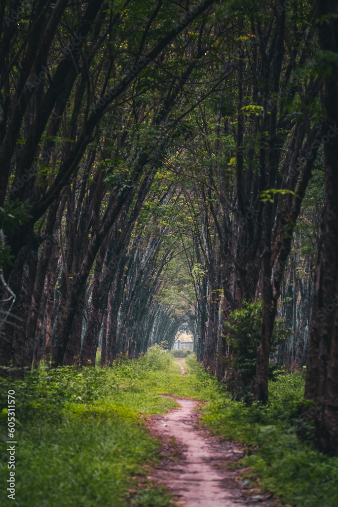 Obraz premium Rubber tree industrial forest. rubber plantation, rubber latex storage container, located in Vietnam. Selective focus
