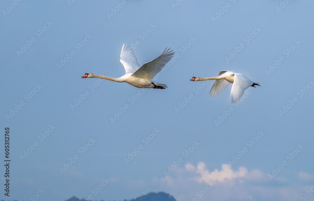 A pair of mute swans  (Cygnus olor) flying over the central Swiss Alps