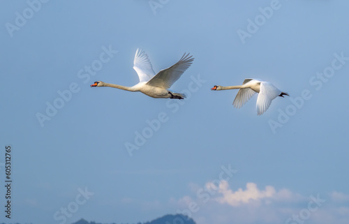 A pair of mute swans (Cygnus olor) flying over the central Swiss Alps