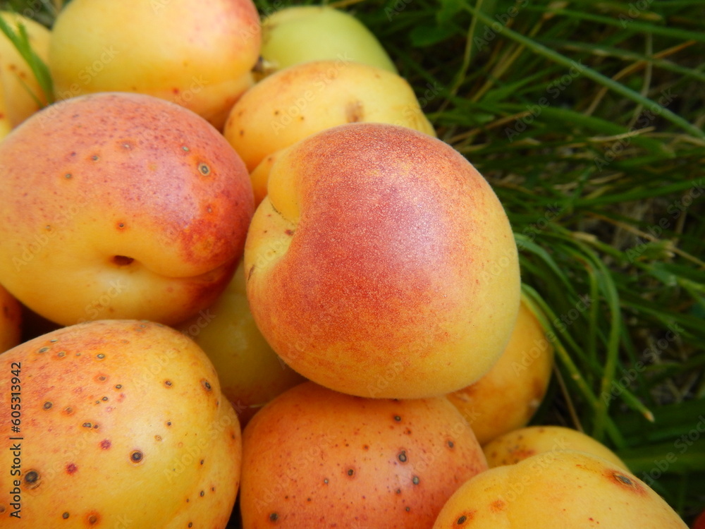 High angle closeup of a pile of delicious ripe apricots with red sides on the grass High angle closeup of a pile of delicious ripe apricots with red sides on the grass