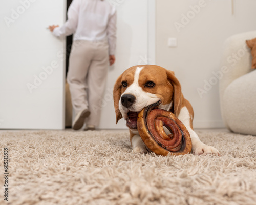 Canvas Print Beagle chews treat for dogs lying on a fluffy beige carpet