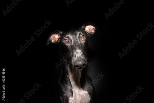 Portrait black greyhound puppy dog looking at camera. Isolated on dark background