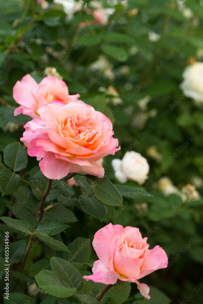 Blooming fragrant pink roses in the garden Blooming fragrant pink roses in the garden