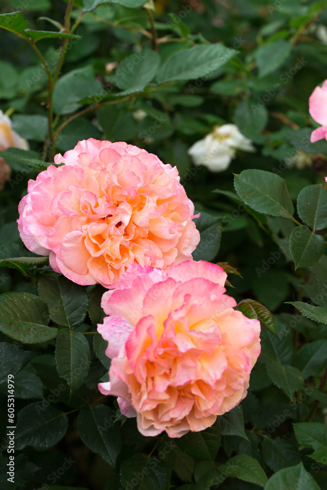 Fototapeta premium Blooming fragrant roses in the garden, close-up
