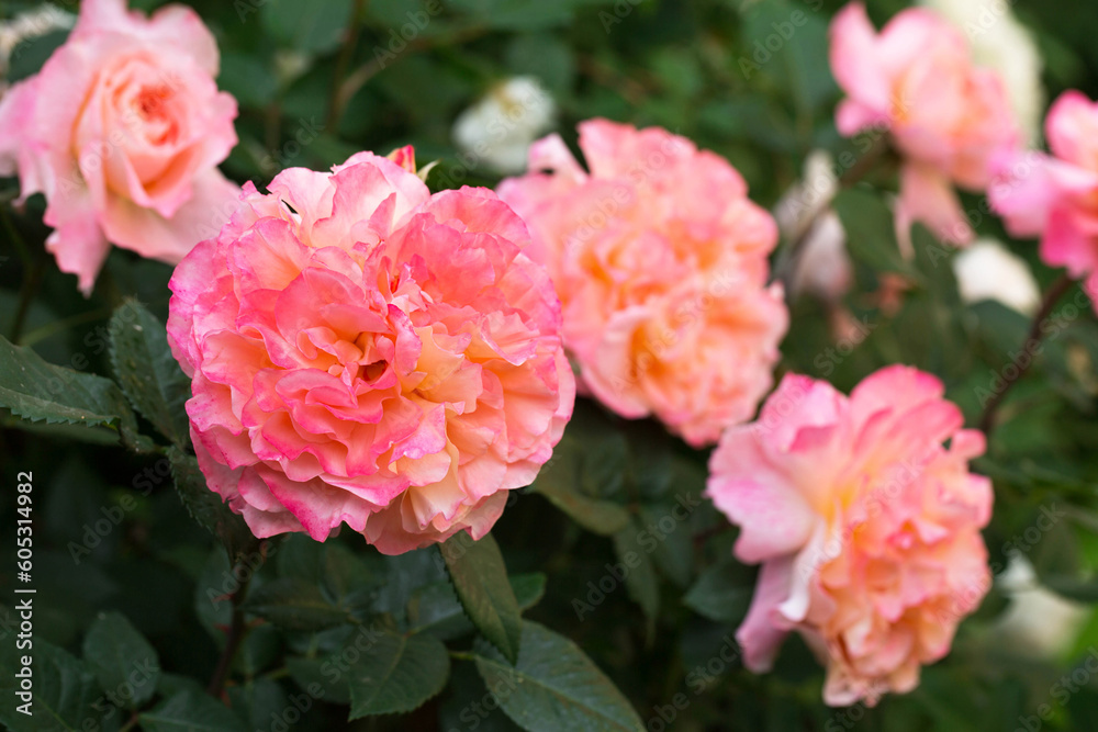 fragrant roses in the garden, close-up