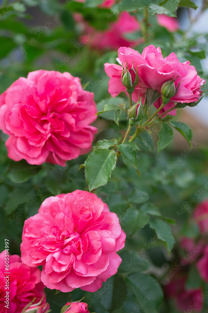 Bright pink roses