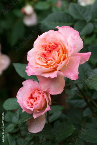 Blooming roses in the garden, close-up
