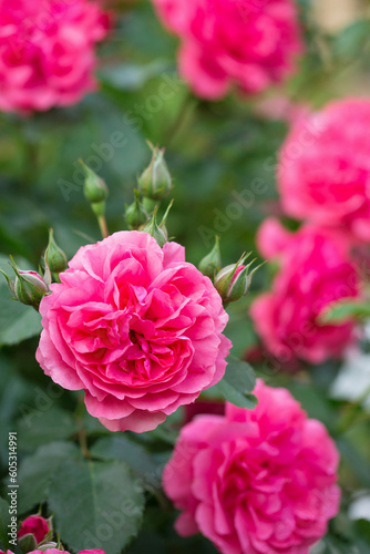 Bright pink roses in the garden, close-up © Mallivan