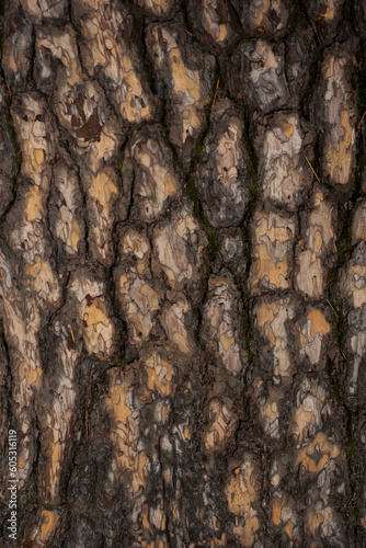 Closeup of tree bark in Japanese forest. Natural light.