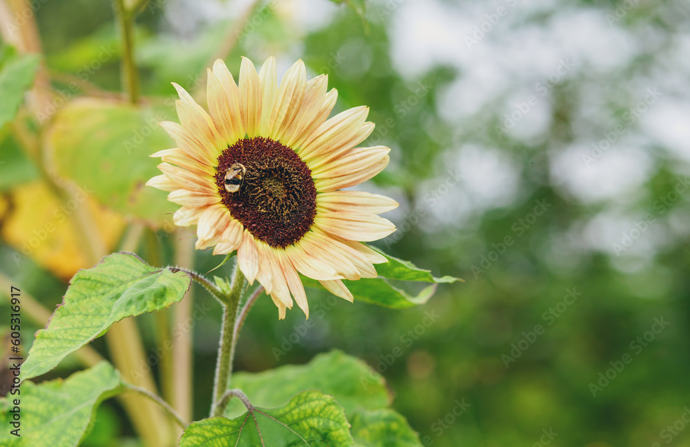 Decorative sunflower in garden on summer day outdoors. Close-up. Bumblebee collect nectar on sunflower. Floral background. Decorative garden flower. Decorative sunflower in garden on summer day outdoors. Close-up. Bumblebee collect nectar on sunflower. Floral background. Decorative garden flower.